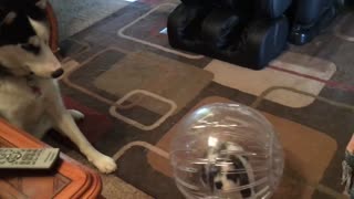Siberian Husky cautiously analyzes bunny in a bubble