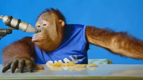 Orangutan ASMR: Oragutan Eating Human Food (Adorable)