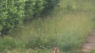 Fox Dive-Bombed By Crows