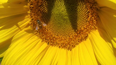 The bee pollinates sunflower grown from the seed.