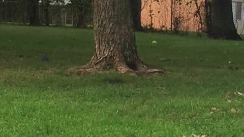 dog jumping try to catch a squirrel