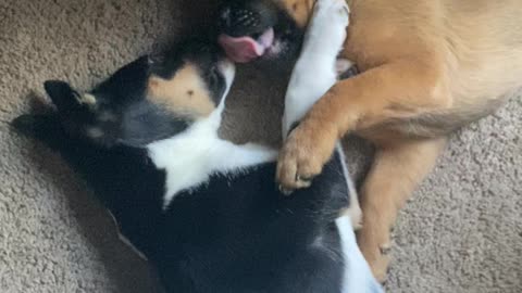 Yawning puppies