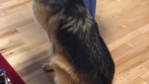 German Shepherd Doing Tricks