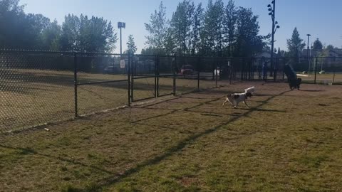 Dog park day with Abraham