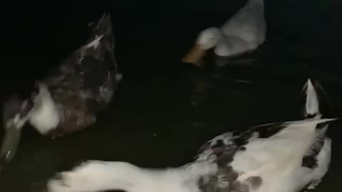 Hungry ducks