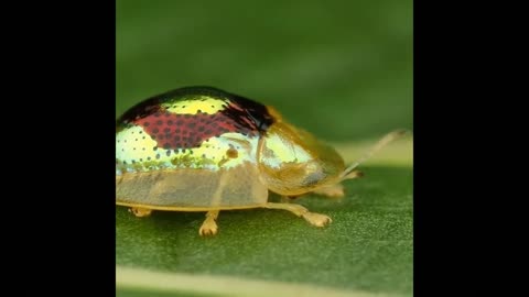 Tortoise Beetle & Golden ,Tortoise from Ecuador