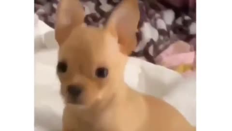 Small doggo doing angry react