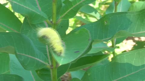 207 Toussaint Wildlife - Oak Harbor Ohio - Tussock Relocated