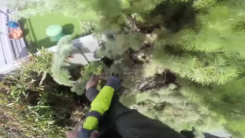 Timelapse Ryobi Hedge Trimmer and Reciprocating Saw with Diablo Pruning Blade