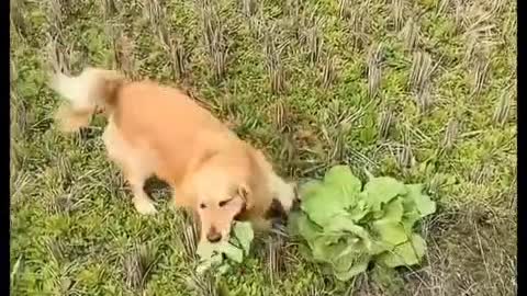 Dogs eat vegetables