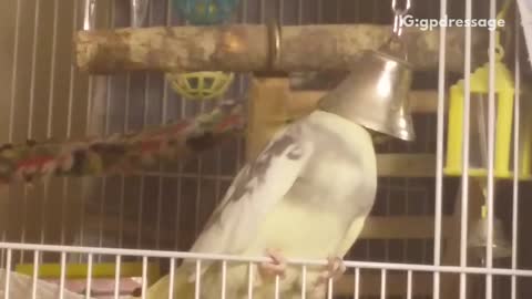 Bird chirping with head inside of bell