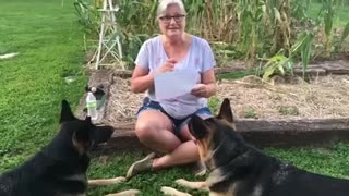 My German Shepherds Learn the REAL Story of the Little Red Hen!