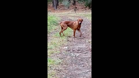 Gone Fishing, With Dog