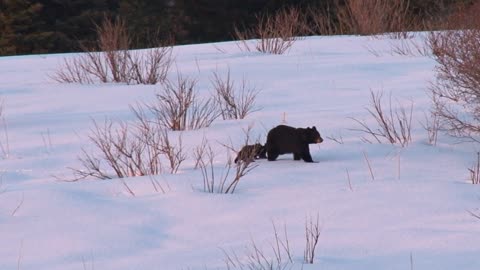 Bear Cubs and Mother Walking Through Snowy Wilderness