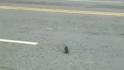 rat escapes death ... almost got hit by a car