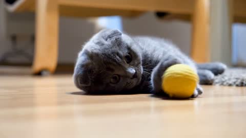 Cute and adorable scottish fold breed kitten plays with a yellow ball on the floor