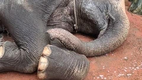 Elephant enjoying a comfortable bath 2