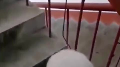 Amazing cute dog walks the stairs like humans do