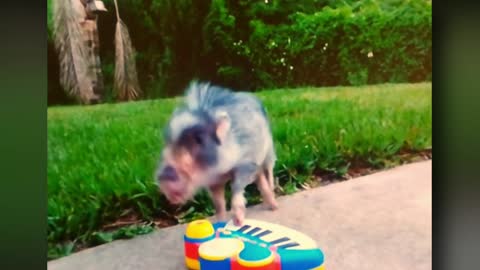 Mini Pig Plays Piano