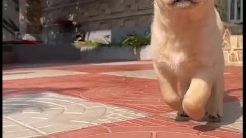 Running Dog Super Video