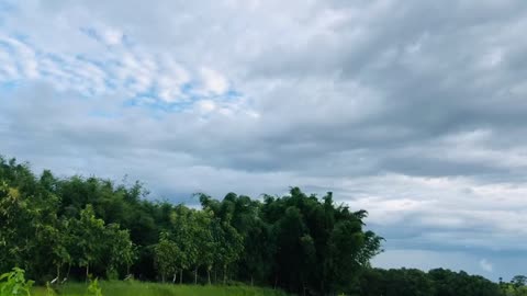 Green forest and cloudy sky