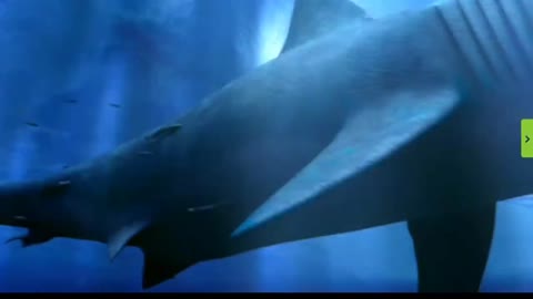 Megalodon Sharks still lives!! Evidence that MEGALODON is not extinct.