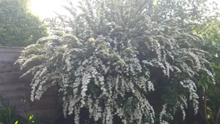 flowers on tree