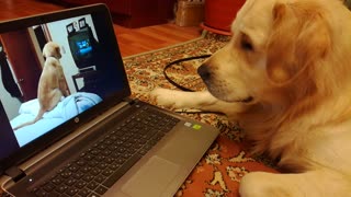 Golden Retriever Watches Golden Retriever Watch TV