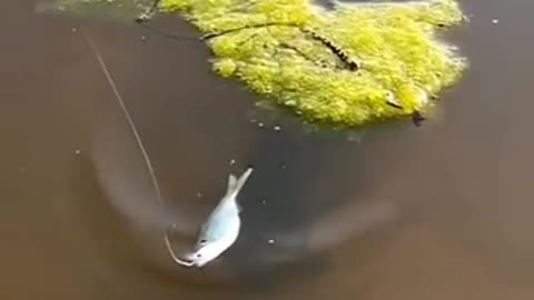 Wow ! good fishing 🎣