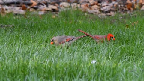 Cardinal