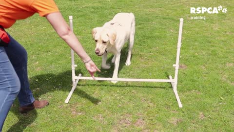 how to teach your dog to touch or target