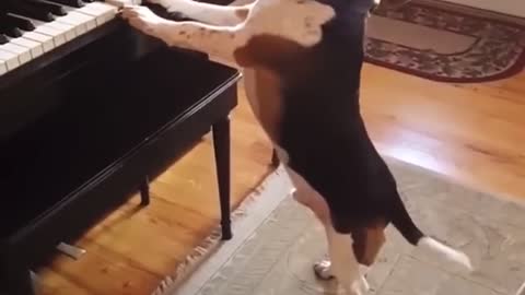 Dog play piano