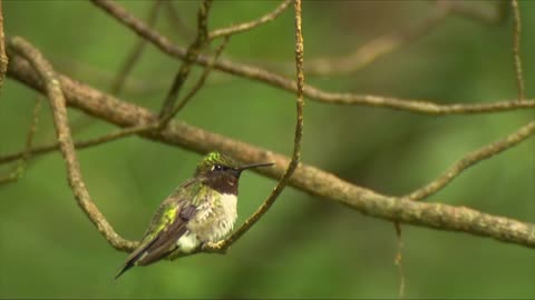 Male Calliope Hummingbird on a Branch