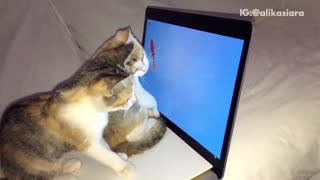 Two cats playing with goldfish on laptop