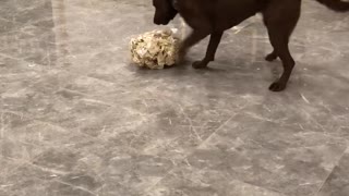 Hazel meets ball of tape