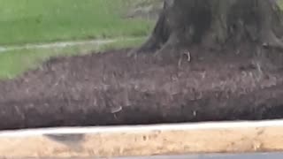 Crazy squirrels playing