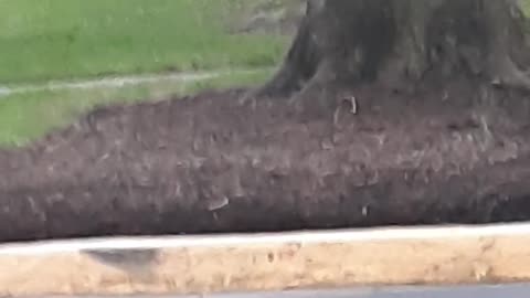 Crazy squirrels playing