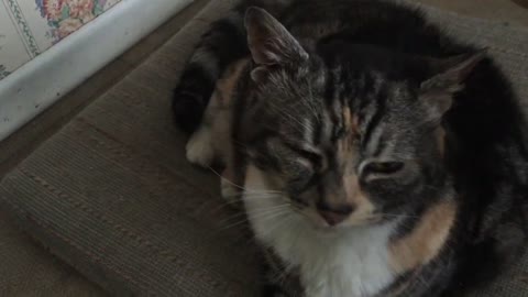 Senior Cat Gets Back Scratched with Back Scratcher