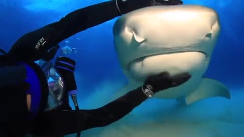 Gaint shark and a guy cuddling (Cute Video)