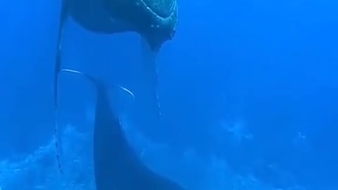 Very awesome whale