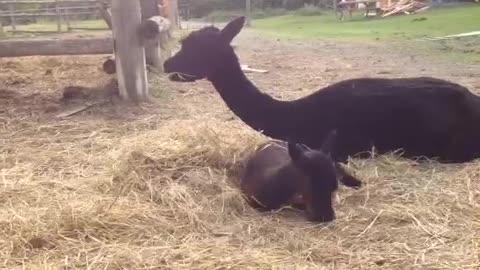 Baby alpaca tastes hay for the first time