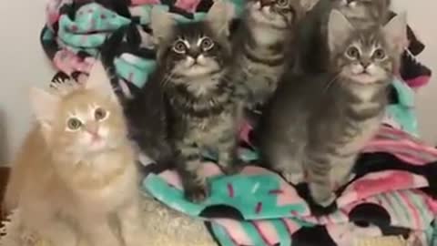 We are cutest kitten - you must have one kitten in your home