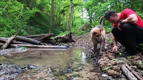 An obedient dog who drinks water in nature