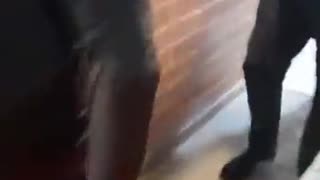 Video: se emborrachó y en un acto de rabia mató al perro de su novia