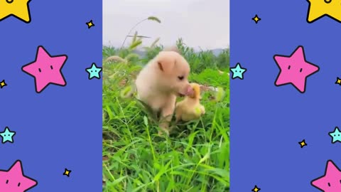 Watch as Dog Takes Little Duck to Feast on Grass!