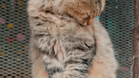 Cute Cat Video #pets #viral #shorts #cats
