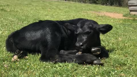 Beautiful new calf