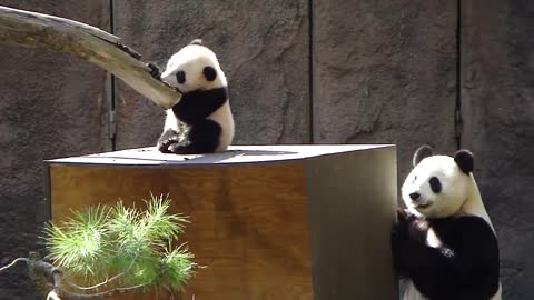 Mother panda Bai Yun and baby Yun Zi at the San Diego Zoo on .