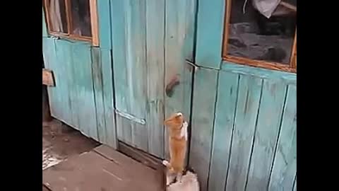 Funny cats so entertainment