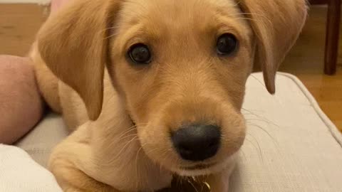 The dog's eyes are beautiful looking at the camera gently, the amazing dog what did he do.